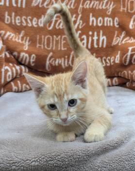 Clover -  Domestic Short Hair Cat for Adoption in Little Rock, Arkansas - Clover | PetCurious