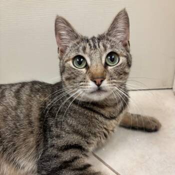 Jess -  Domestic Short Hair Cat for Adoption in Sunnyvale, California - Jess | PetCurious