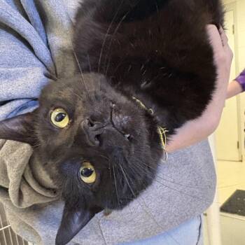 American Bobtail Cats Available for Adoption - Justin Bobby | PetCurious