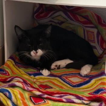 Domestic Short Hair Cats Available for Adoption - Ezra Is At Petsmart GJ | PetCurious