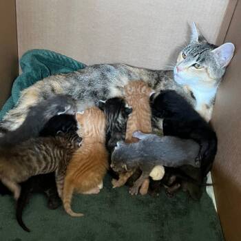 Spencer- Kiki -  Domestic Short Hair Cat for Adoption in Moses Lake, Washington - Spencer- Kiki | PetCurious