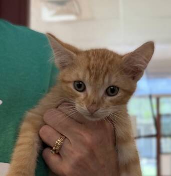 Hawk -  Domestic Short Hair Cat for Adoption in Slidell, Louisiana - Hawk | PetCurious