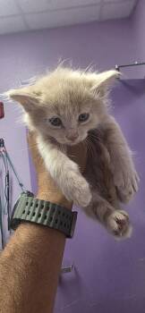 Domestic Medium Hair Cats Available for Adoption in El Paso, Texas - 61016025 | PetCurious