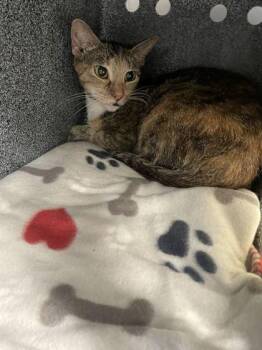 Professor X -  Domestic Short Hair Cat for Adoption in Daytona Beach, Florida - Professor X | PetCurious