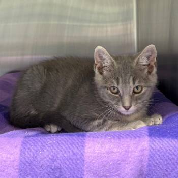 Spongebob -  Domestic Short Hair Cat for Adoption in Morganton, North Carolina - Spongebob | PetCurious
