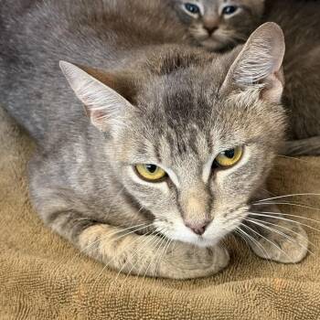 Hotmail -  Domestic Short Hair Cat Available for Adoption in Austin, Texas - Hotmail | PetCurious