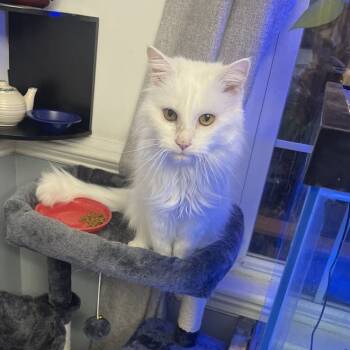 Rescue Domestic Medium Hair Cats for Adoption in Lyndhurst, Virginia - Snow White | PetCurious
