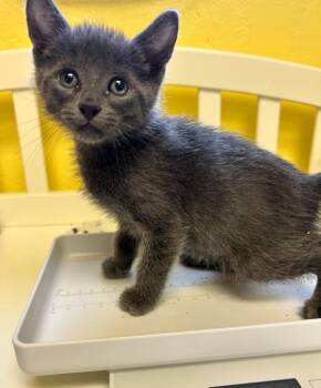 Domestic Short Hair Cats Available for Adoption in Corpus Christi, Texas - Super Samurai | PetCurious