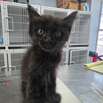 Carl -  Domestic Long Hair Cat for Adoption in Duncan, Oklahoma - Carl | PetCurious