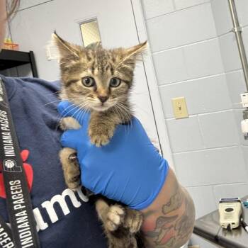 Aesha -  Domestic Short Hair Cat for Adoption in Indianapolis, Indiana - Aesha | PetCurious