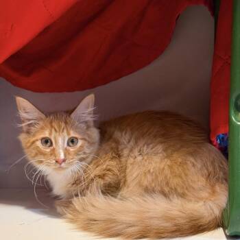 Heli -  Domestic Long Hair Cat for Adoption in Fredericksburg, Virginia - Heli | PetCurious