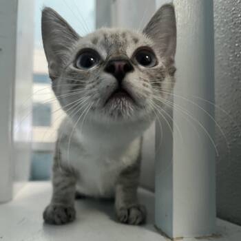 Sundae -  Siamese and Domestic Short Hair Cat for Adoption in Long Beach, California - Sundae | PetCurious
