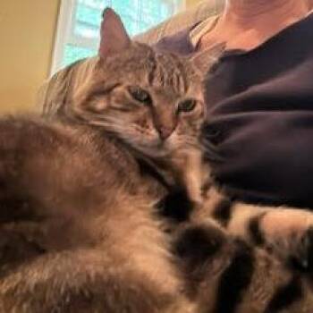 Hank -  Domestic Short Hair Cat for Adoption in Philadelphia, Pennsylvania - Hank | PetCurious