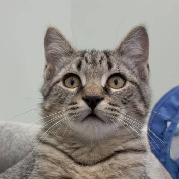Pan -  Domestic Short Hair Cat for Adoption in Albany, New York - Pan | PetCurious