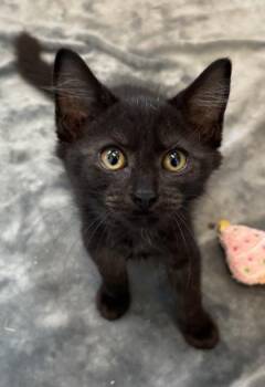 Duke 1141-26 -  Domestic Medium Hair and Domestic Short Hair Cat for Adoption in Cumming, Georgia - Duke 1141-26 | PetCurious