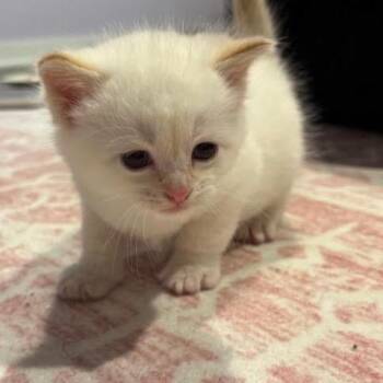 Domestic Short Hair Cats Available for Adoption in Madison, Wisconsin - Biscuit | PetCurious