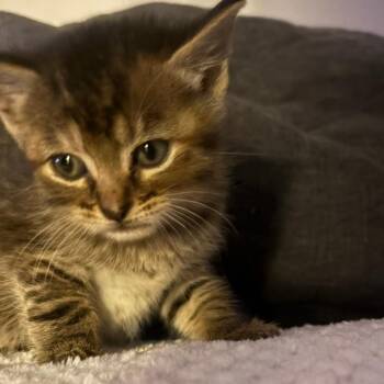 Audrey -  Domestic Medium Hair and Domestic Short Hair Cat for Adoption in Greensboro, North Carolina - Audrey | PetCurious