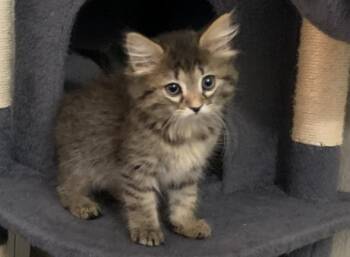 VIOLET -  Domestic Short Hair Cat for Adoption in Colorado Springs, Colorado - VIOLET | PetCurious