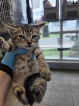 Domestic Short Hair Cats Available for Adoption in San Antonio, Texas - KIT3 | PetCurious