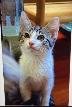 Mickey -  Domestic Short Hair Cat for Adoption in South Pasadena, California - Mickey | PetCurious