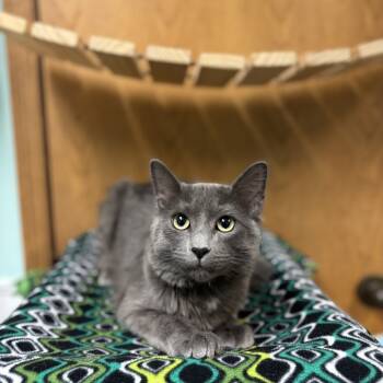 Rescue Domestic Medium Hair Cats for Adoption in Fargo, North Dakota - Dillard | PetCurious