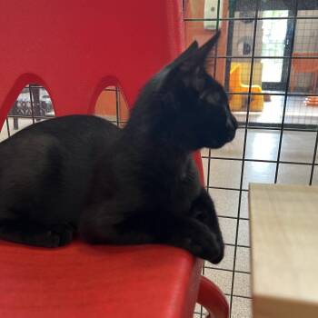 Steve -  Domestic Short Hair Cat Available for Adoption in Sarasota, Florida - Steve | PetCurious