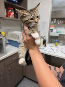 Tic Tac Toe -  Domestic Medium Hair Cat for Adoption in Greenfield, Indiana - Tic Tac Toe | PetCurious