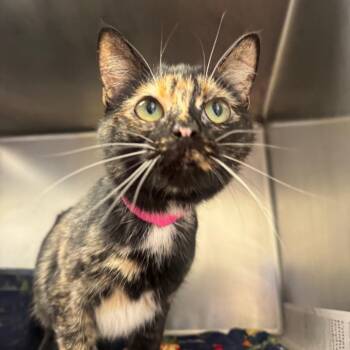 Summer Rain -  Domestic Short Hair Cat for Adoption in Pekin, Illinois - Summer Rain | PetCurious