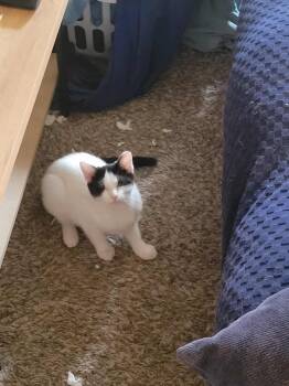 Rescue Domestic Short Hair Cats for Adoption in Lubbock, Texas - Snow | PetCurious