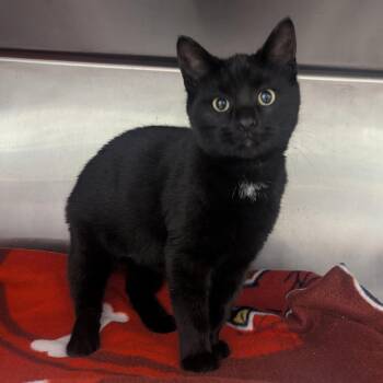 Domestic Short Hair Cats Available for Adoption - Black Beauty | PetCurious