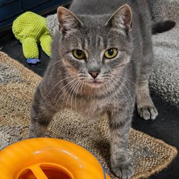 Etsy Witch -  Domestic Short Hair Cat for Adoption in Austin, Texas - Etsy Witch | PetCurious