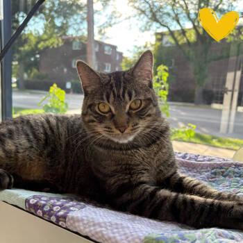 Rescue Domestic Short Hair Cats for Adoption in Skokie, Illinois - Marco | PetCurious