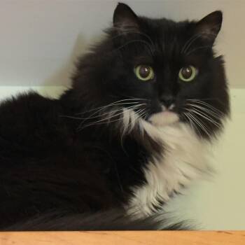 Roxy -  Domestic Medium Hair Cat Available for Adoption in Cumming, Georgia - Roxy | PetCurious