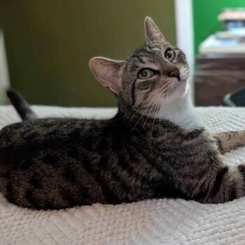 California -  Domestic Short Hair Cat for Adoption in Weehawken Township, New Jersey - California | PetCurious