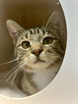Tabby Cats Available for Adoption in Grand Rapids, Michigan - Mercury | PetCurious