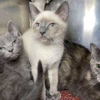 Fluffernutter -  Domestic Short Hair Cat for Adoption in Roanoke, Virginia - Fluffernutter | PetCurious