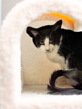 Rescue Tuxedo Cats for Adoption in Chandler, Arizona - Tiger | PetCurious