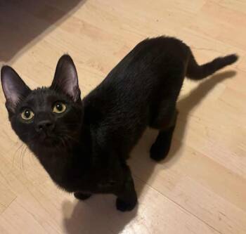 Rescue Domestic Short Hair Cats for Adoption in Kalamazoo, Michigan - The Engine Babies | PetCurious