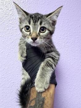 61261714 -  Domestic Short Hair Cat for Adoption in El Paso, Texas - 61261714 | PetCurious
