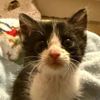 Berry -  Domestic Short Hair Cat for Adoption in Cedaredge, Colorado - Berry | PetCurious