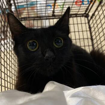 Domestic Short Hair Cats Available for Adoption in Memphis, Tennessee - Mona | PetCurious