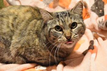Domestic Medium Hair and Manx Cats Available for Adoption - Belle | PetCurious