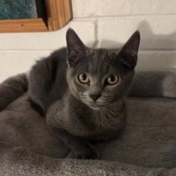 Gregory & Anthony - KITTENS -  Domestic Short Hair Cat Available for Adoption in Braintree, Massachusetts - Gregory & Anthony - KITTENS | PetCurious