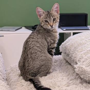 Biscuits Christensen -  Domestic Short Hair Cat for Adoption in Eagle Mountain, Utah - Biscuits Christensen | PetCurious