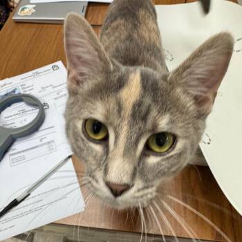 Domestic Short Hair Cats Available for Adoption in Peoria, Illinois - Bellflower | PetCurious