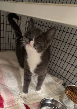 Vanta -  Domestic Short Hair Cat for Adoption in Trenton, New Jersey - Vanta | PetCurious