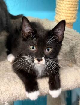 Fae -  Domestic Short Hair Cat for Adoption in Battle Ground, Washington - Fae | PetCurious
