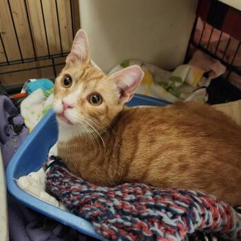 Pepe -  Domestic Short Hair Cat for Adoption in Madison, Wisconsin - Pepe | PetCurious