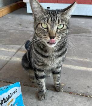 Rescue Domestic Short Hair Cats for Adoption in Marana, Arizona - Drummer | PetCurious