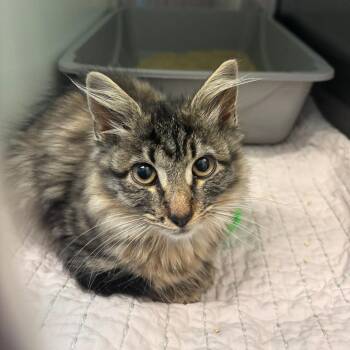 Demeter -  Domestic Medium Hair Cat for Adoption in Fairport, New York - Demeter | PetCurious